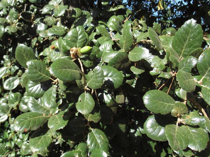 Quercus alnifolia