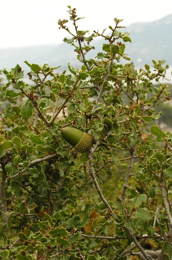 Quercus coccifera