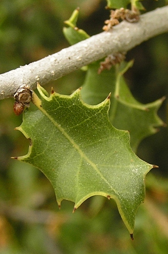 Quercus coccifera