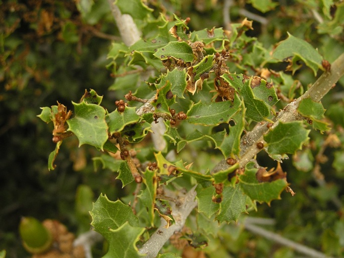 Quercus coccifera