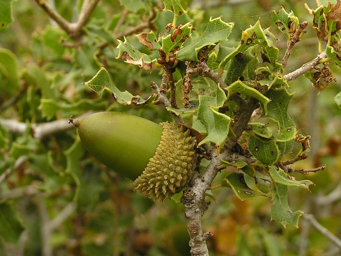 Quercus coccifera