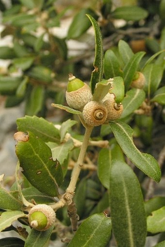 Quercus ilex