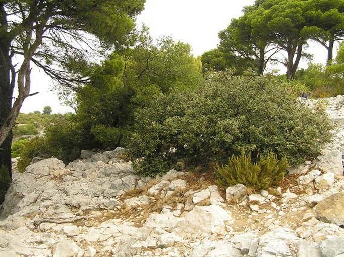 Quercus ilex