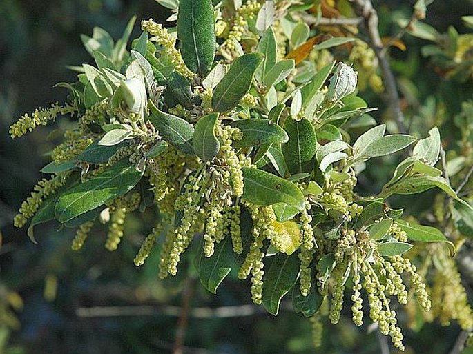 Quercus ilex