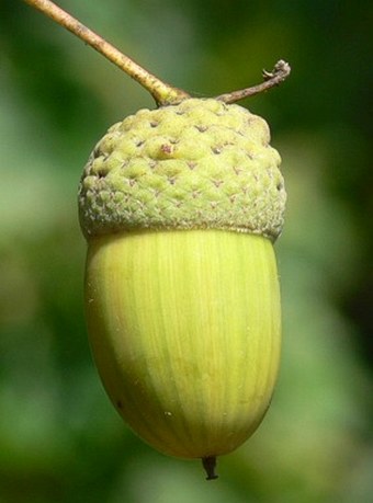 Quercus pedunculiflora