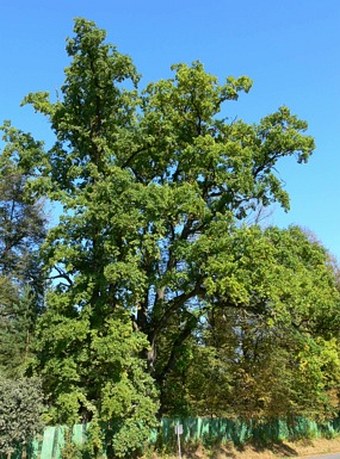 Quercus pedunculiflora