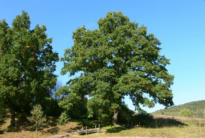 Quercus pedunculiflora