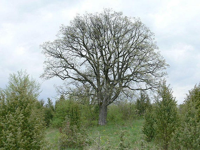 Quercus pubescens