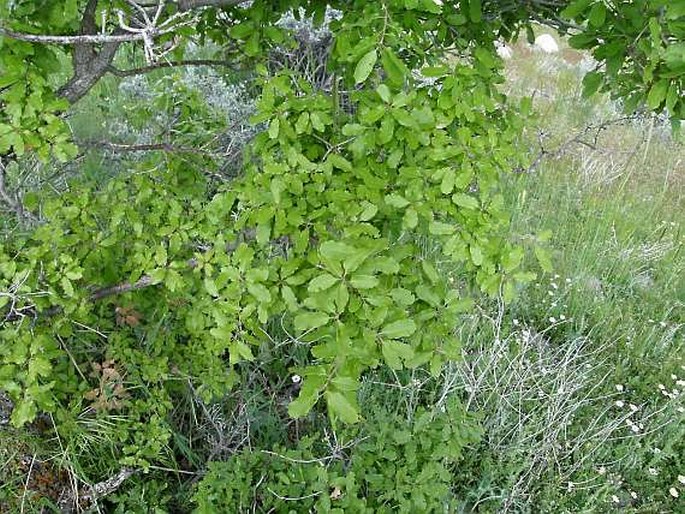 Quercus infectoria subsp. veneris