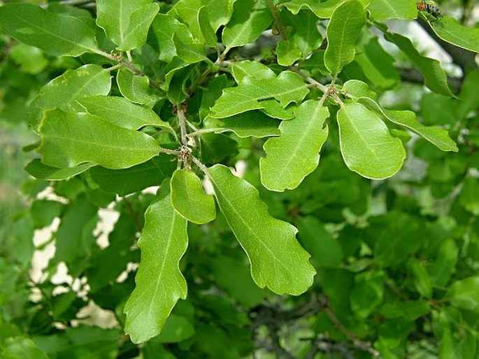 Quercus infectoria subsp. veneris