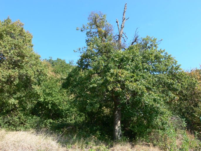 Quercus dalechampii