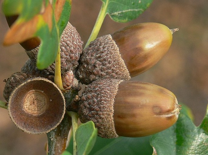 QUERCUS PETRAEA (Matt.) Liebl. – dub zimní / dub zimný