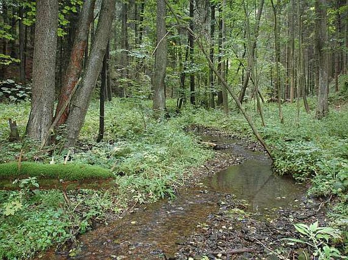 Žďárské vrchy, Štíří důl - přírodní rezervace