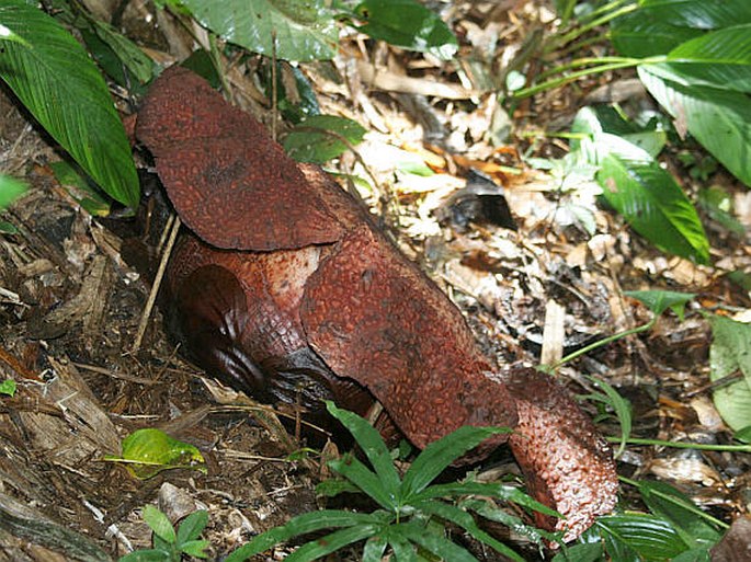 Rafflesia keithii