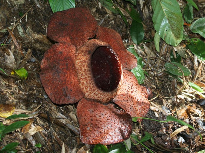 Rafflesia keithii