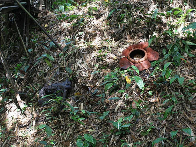 Rafflesia keithii