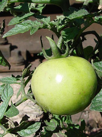 Solanum lycopersicum