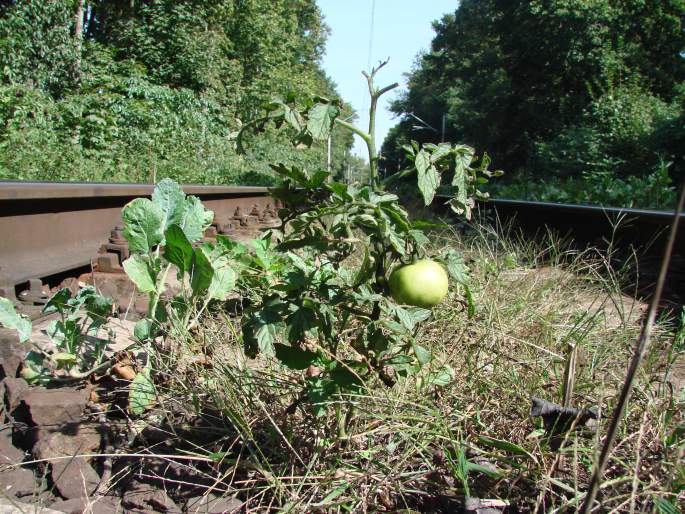 Solanum lycopersicum