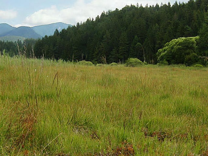 Slovensko, Rakšianske rašelinisko - národná prírodná rezervácia