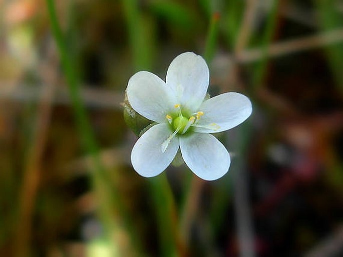 Rakša