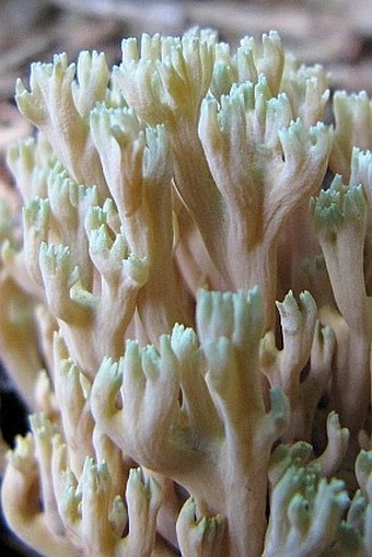 Ramaria apiculata