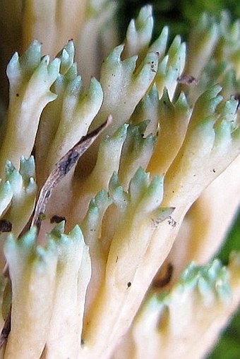 Ramaria apiculata