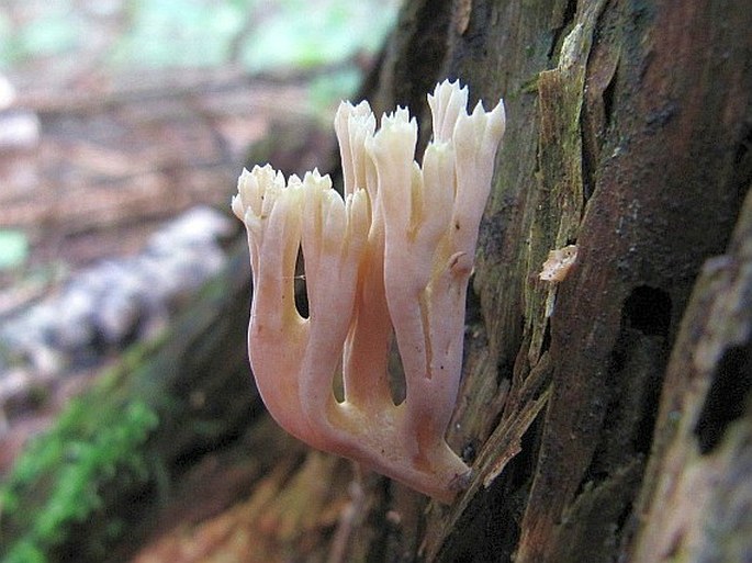 Ramaria apiculata