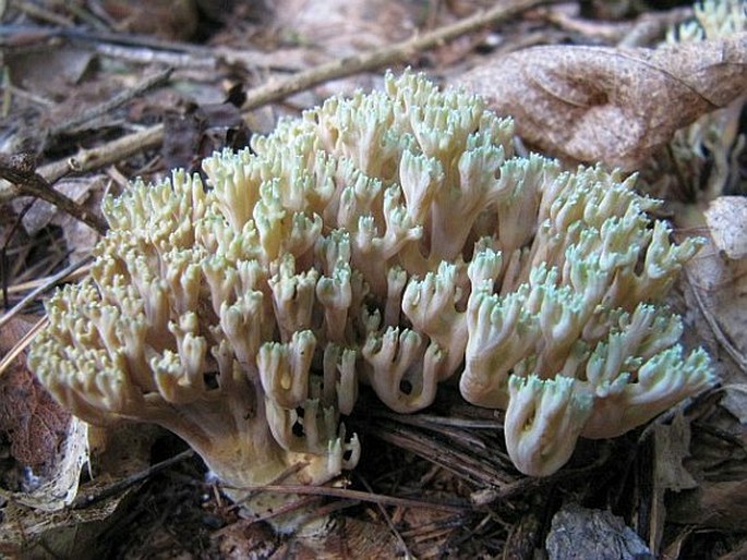 Ramaria apiculata