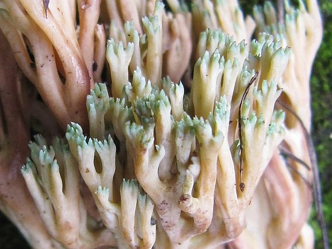 Ramaria apiculata