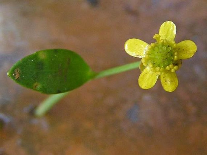 Ranunculus fontanus