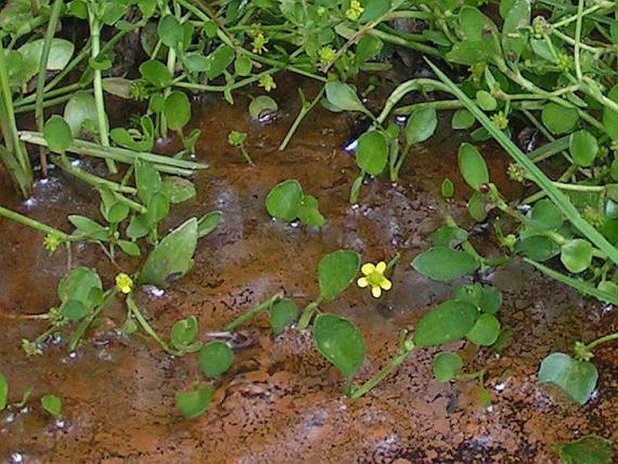 RANUNCULUS FONTANUS C. Presl - pryskyřník / iskerník