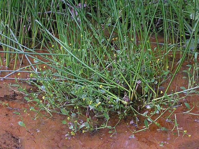 Ranunculus fontanus