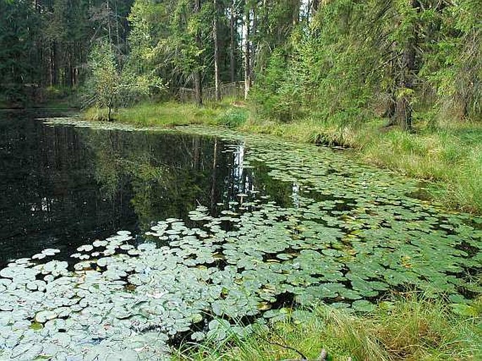 Ranská jezírka - přírodní rezervace