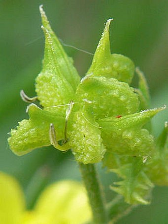 Ranunculus arvensis