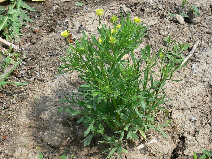 Ranunculus arvensis