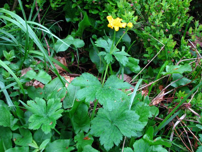 Ranunculus carpaticus