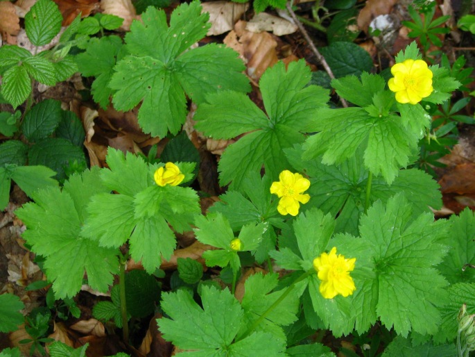 Ranunculus carpaticus