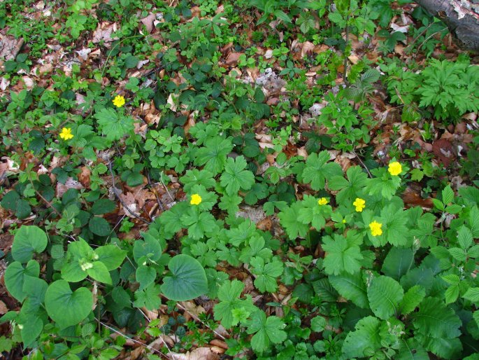 Ranunculus carpaticus