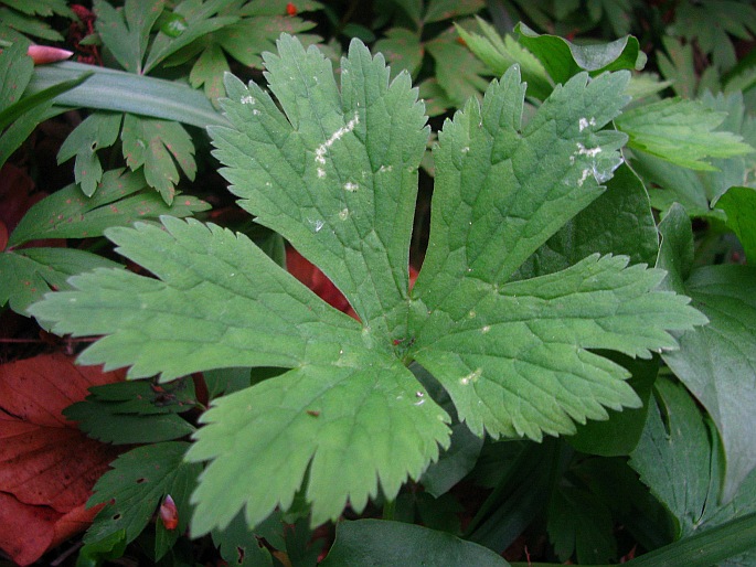 Ranunculus carpaticus