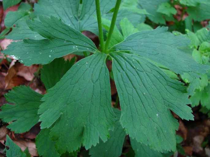 Ranunculus carpaticus