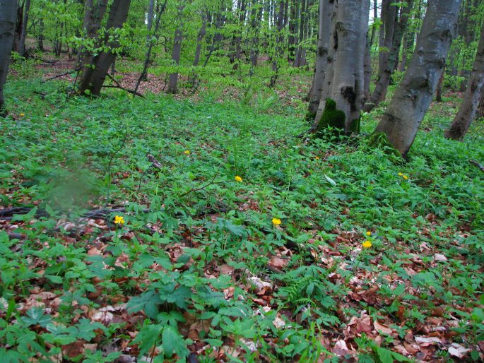 Ranunculus carpaticus