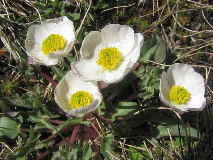 RANUNCULUS ACETOSELLIFOLIUS Boiss. - pryskyřník / iskernik