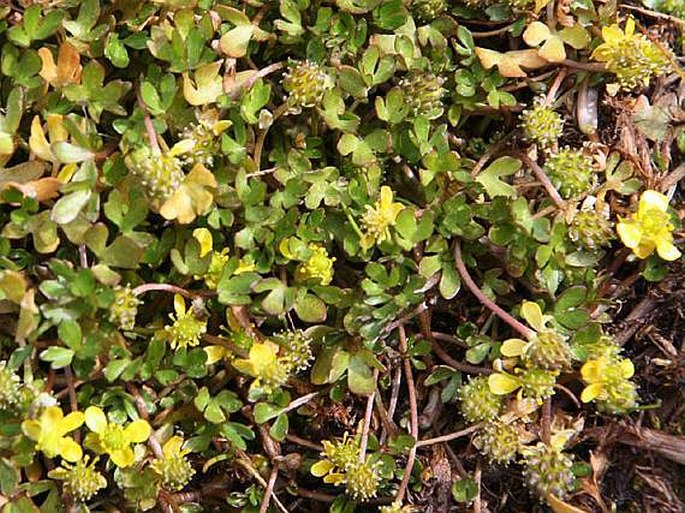 Ranunculus hyperboreus