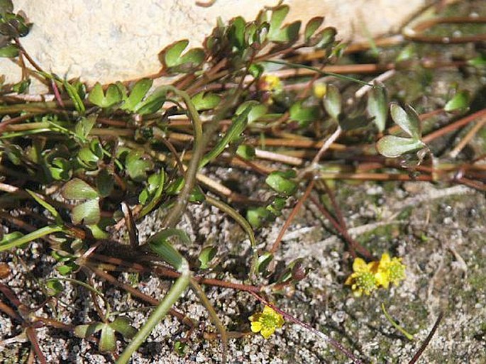 Ranunculus hyperboreus