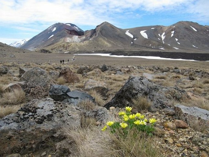 Ranunculus insignis