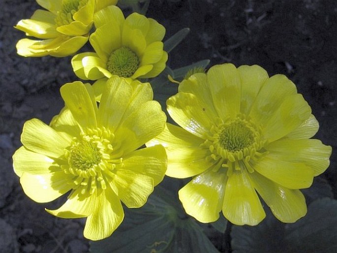 Ranunculus insignis