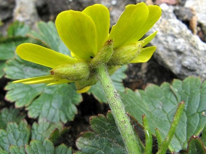 Ranunculus insignis