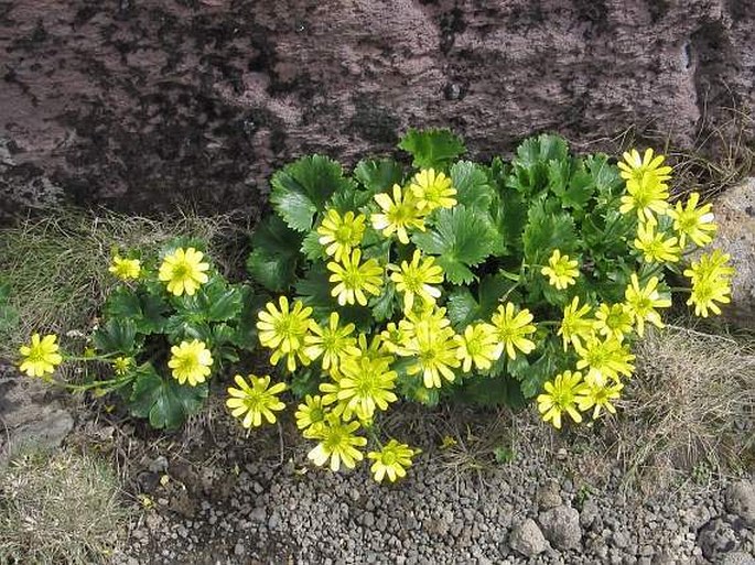 Ranunculus insignis