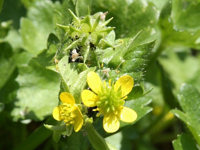 Ranunculus muricatus