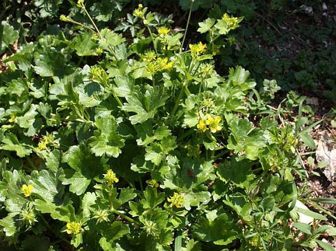 Ranunculus muricatus